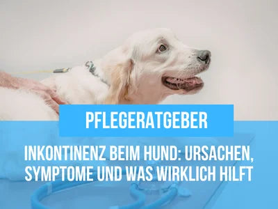 Inkontinenz beim Hund – Ursachen, Symptome und Behandlung