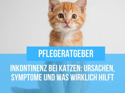 Inkontinenz bei Katzen – Ursachen, Symptome und Behandlung